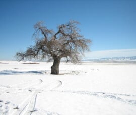 African Tree snow