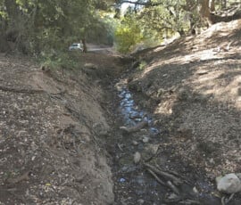 Bear Trap Creek - 4